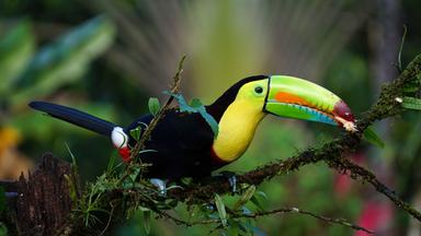 Costa Rica bietet eine eine enorme Pflanzen- und Tiervielfalt. Ein Viertel des Landes wurde unter Schutz gestellt, der Ökotourismus boomt. 