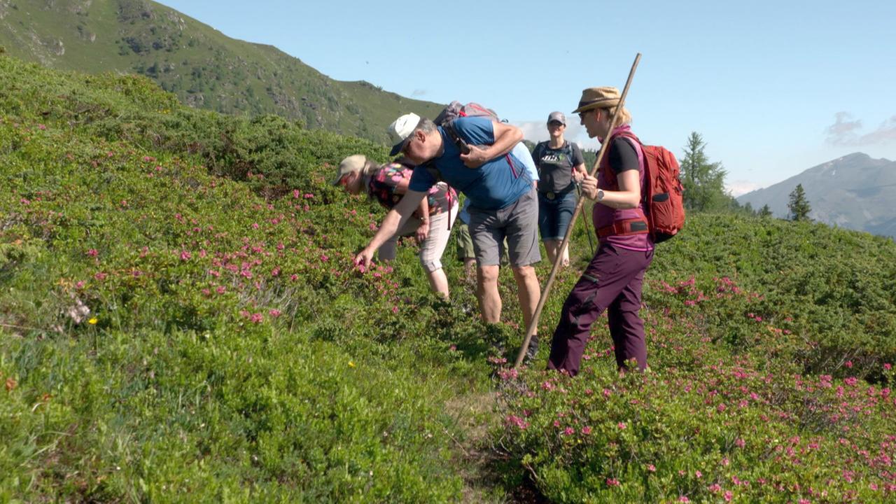 Das Bild zeigt eine Gruppe von fünf Menschen, die sich in einer bergigen Landschaft aufhalten. Sie stehen in einem Bereich mit niedrigen Büschen und blühenden Pflanzen, die in unterschiedlichen Rosa- und Grüntönen erscheinen. Im Hintergrund sind sanfte Hügel und höher aufragende Berge sichtbar, die den Eindruck einer alpinen Umgebung vermitteln. 

Einer der Personen beugt sich vor, um etwas vom Boden zu pflücken, während eine andere Person mit einem Wanderstock in der Hand steht. Die meisten Teilnehmer tragen lässige Wanderkleidung und Rucksäcke. Der Himmel ist klar und blau, was auf schönes Wetter hindeutet. Es wirkt so, als ob die Gruppe an einer Aktivität zur Kräutererkundung oder ähnlichem teilnimmt.