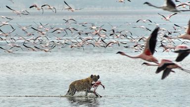 Hyäne auf der Jagd im Lake Nakuru