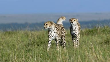 Geparde, Massai Mara