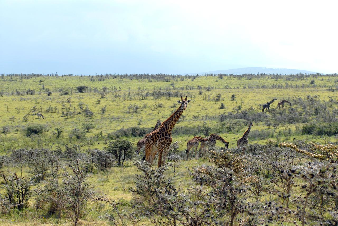 Giraffen im Ngorongoro Krater