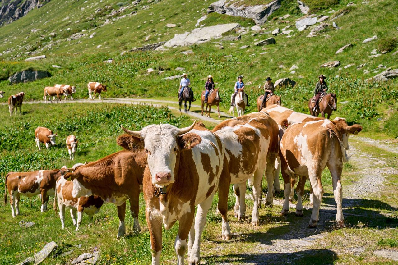 Das Bild zeigt eine ländliche Szene in den Alpen. Im Vordergrund prägen einige Kühe das Bild, die auf einem schmalen Weg stehen oder sich bewegen. Die Kühe haben eine braun-weiße Fellzeichnung. Im Hintergrund sind mehrere Reiter zu sehen, die auf Pferden sitzen. Sie tragen legere Kleidung und breite Hüte, was auf einen Westernstil hindeutet. Die Umgebung ist von sanften Hügeln und grasbewachsenen Feldern geprägt, begleitet von Felsen im Hintergrund. Die gesamte Szene vermittelt eine ruhige, naturnahe Atmosphäre und zeigt die Verbundenheit von Mensch, Tier und Natur in der Alpenregion.