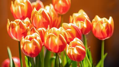 Nahaufnahme gelboranger Tulpen.