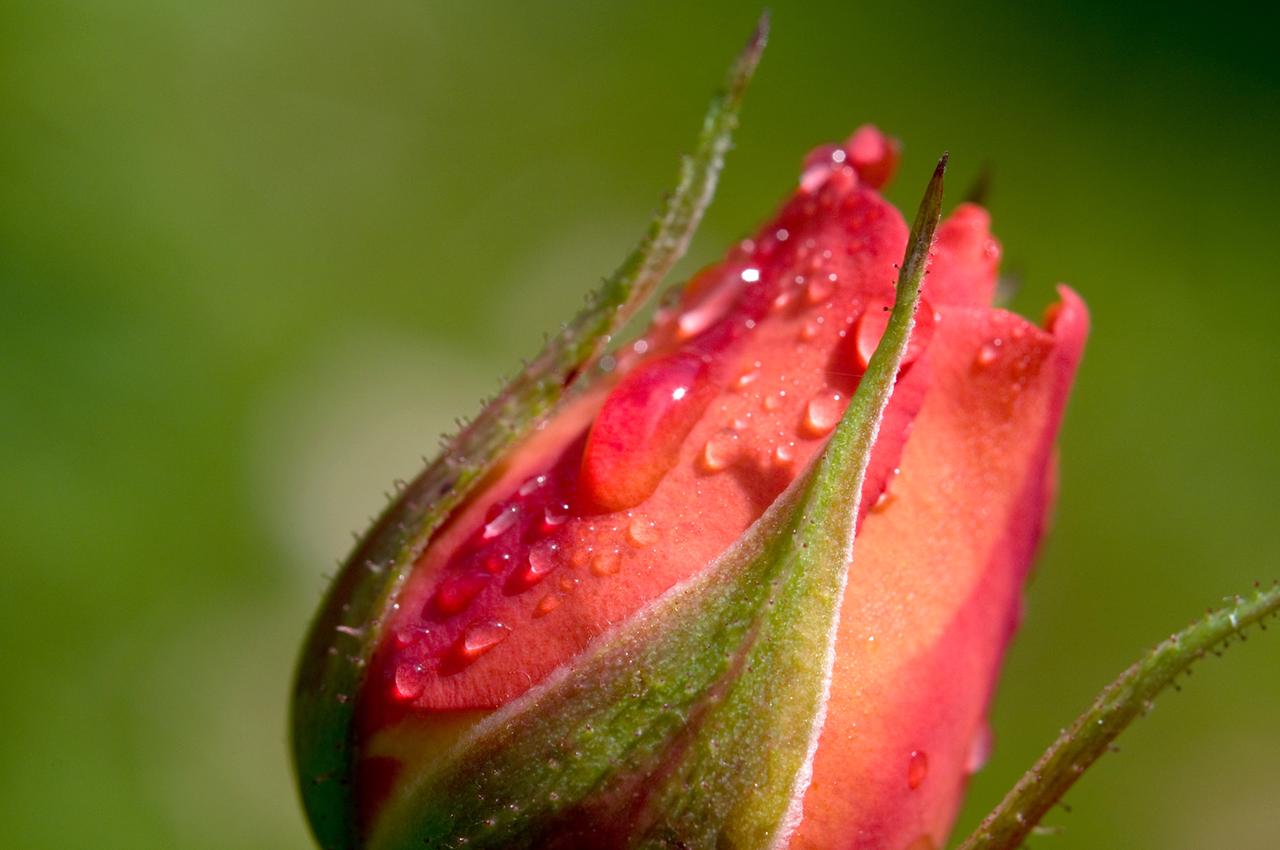 Nahaufnahme einer roten Rosenknospe mit Wassertropfen