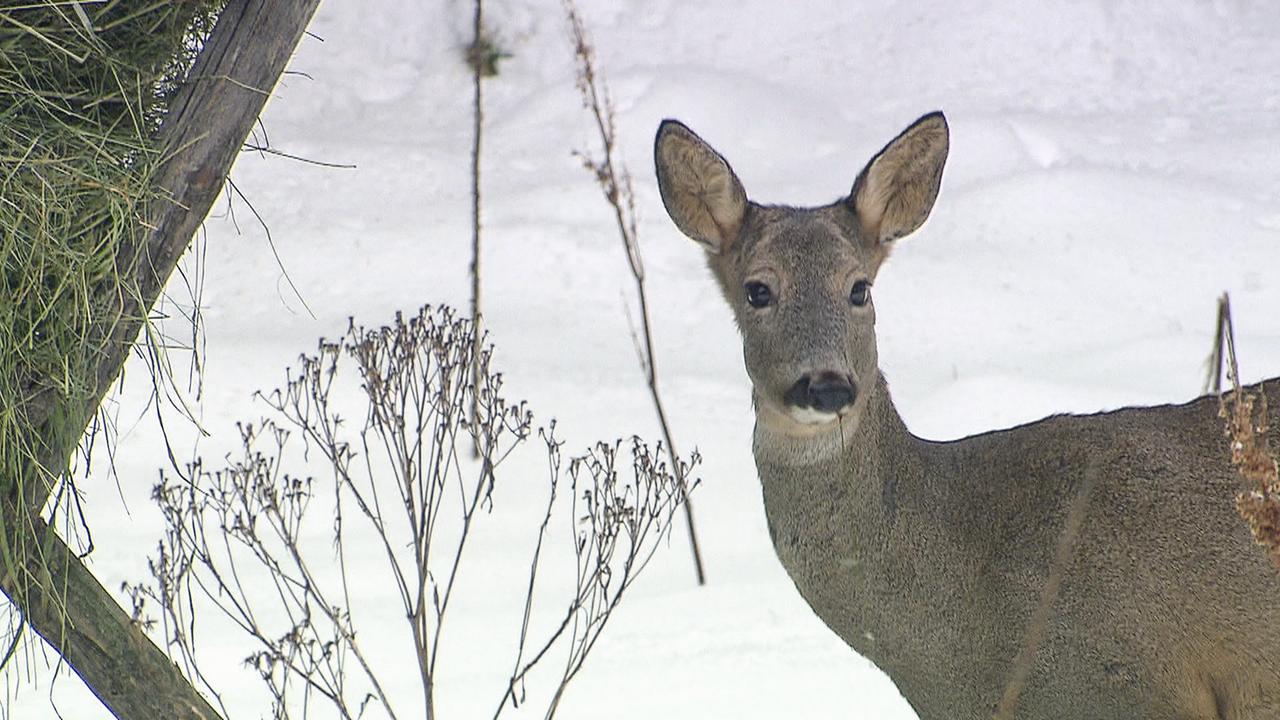 Die Winterfütterung der Rehe verhindert, dass die Tiere die jungen Triebe der Bäume anknabbern und schädigen