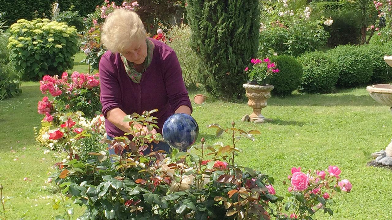 Standbild: Rosen, Tulpen, Nelken - Gartenlust am Bodensee