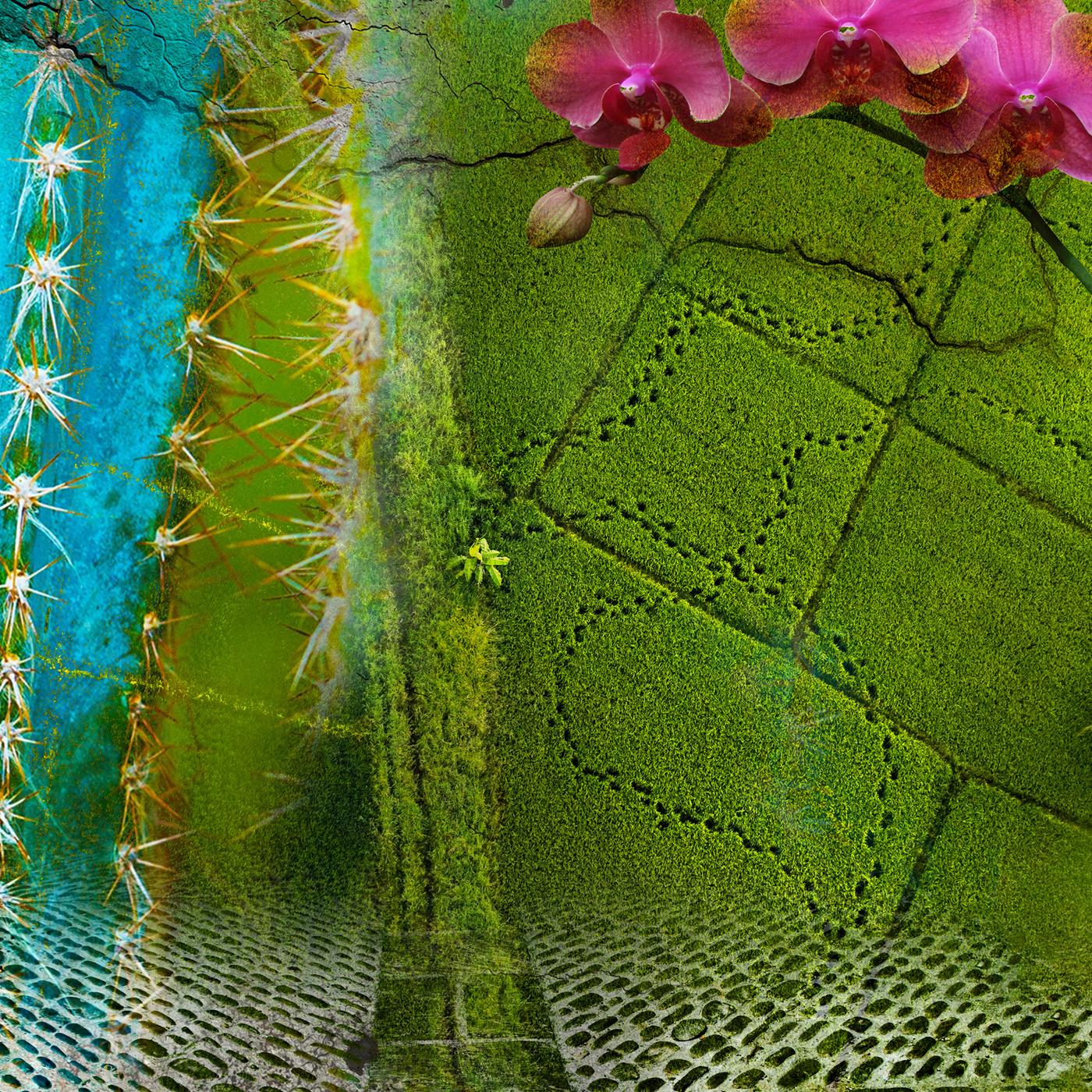 Ausschnitt eines Kaktus, Orchideenblüte, Teefelder in Indien, historischer Steinmosaikboden, ausgetrockneter Flusslauf