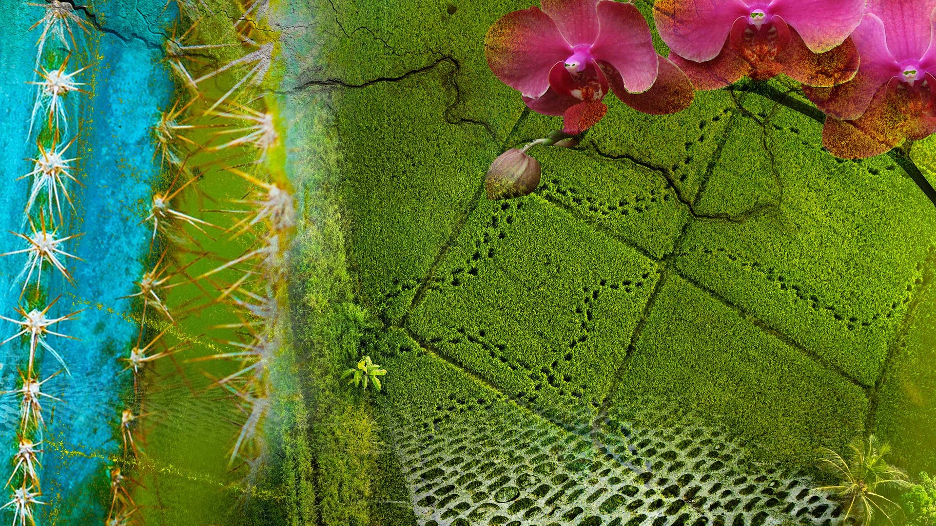 Ausschnitt eines Kaktus, Orchideenblüte, Teefelder in Indien, historischer Steinmosaikboden, ausgetrockneter Flusslauf