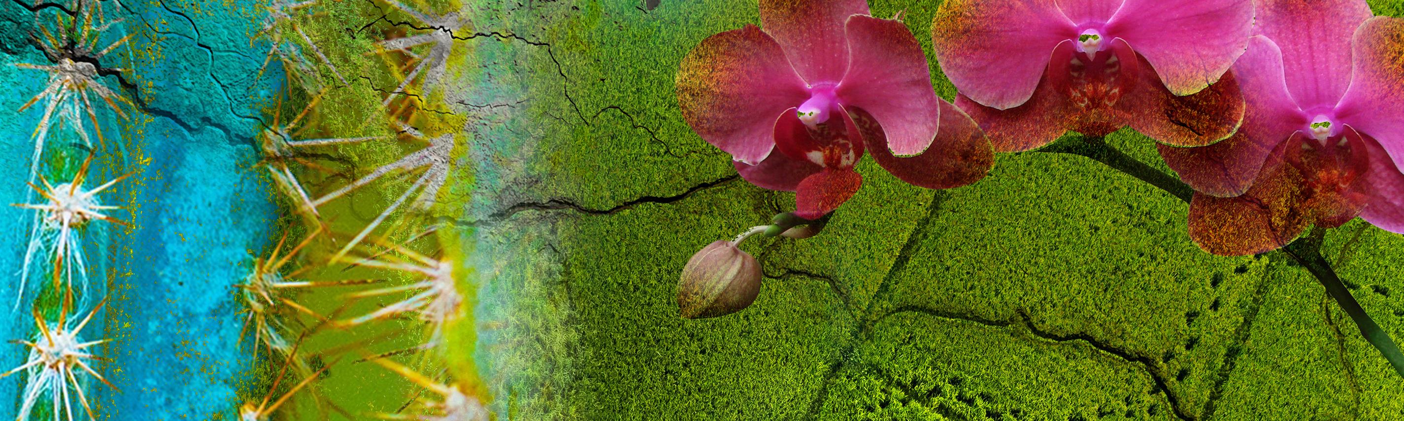 Ausschnitt eines Kaktus, Orchideenblüte, Teefelder in Indien, historischer Steinmosaikboden, ausgetrockneter Flusslauf