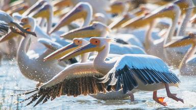 Großaufnahme einer Gruppe Rosapelikane auf einem Gewässer.