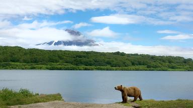 "Russlands versteckte Paradiese": Braunbär vor einer Vulkanlandschaft am Kurilensee.