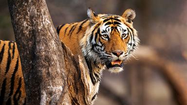 Ein Tiger steht neben einem Baumstamm.