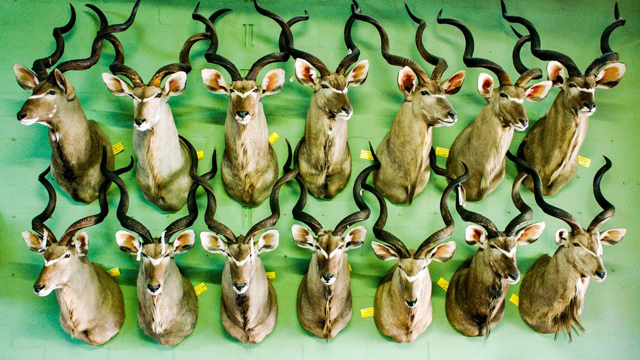 Das Bild zeigt eine Wand mit Trophäen von Antilopenköpfen, die an einer grünen Wand montiert sind. Die Köpfe sind gleichmäßig angeordnet und haben markante, gebogene Geweihe.