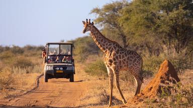 Eine Giraffe im Vordergrund, im Hintergrund ein Geländewagen mit Safari-Touristen