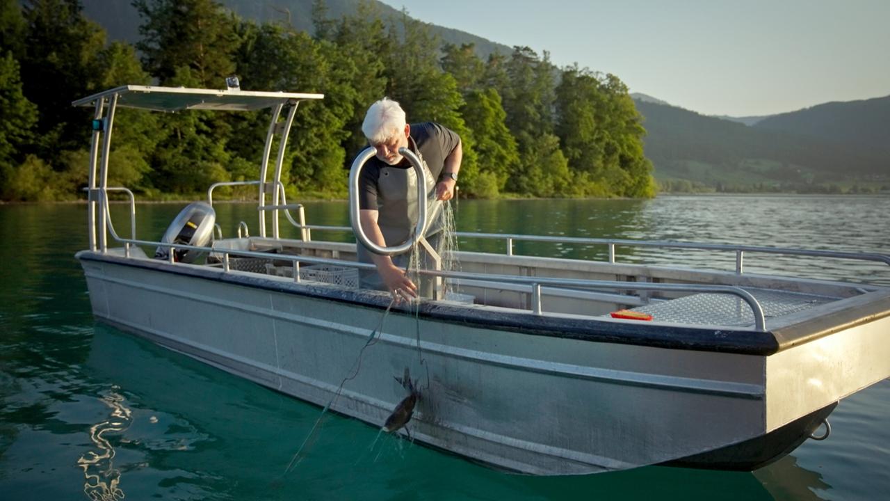 Das Bild zeigt eine Szene am Wolfgangsee in Österreich. Im Vordergrund sieht man ein silbernes Boot, das auf dem klaren, ruhigen Wasser schwimmt. Der Wasserspiegel reflektiert das Licht und hat eine grünlich-türkise Farbgebung.   Ein älterer Mann mit grauen Haaren steht im Boot und zieht ein Netz mit gefangenem Fisch heraus. Er trägt eine dunkle Kleidung und hat eine wendige Haltung, als er sich über den Rand des Bootes beugt.   Im Hintergrund erkennt man bewaldete Ufer und sanfte Hügel, die die Wasserlandschaft umgeben. Die Lichtverhältnisse deuten darauf hin, dass es Morgen oder Abend sein könnte, wobei eine ruhige und friedliche Atmosphäre herrscht.   Das Bild vermittelt ein Gefühl von Naturverbundenheit und traditioneller Fischerei im Salzburger Seenland.