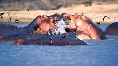 Im Fluss kämpfende Nilpferdbullen