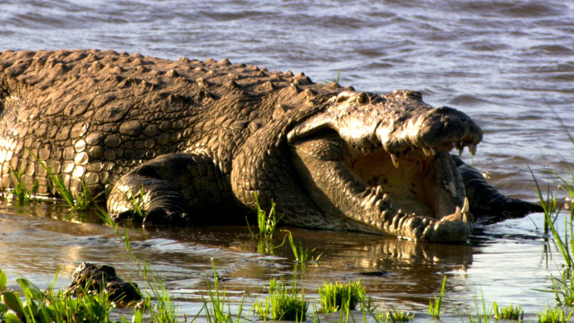 Ein Krokodil liegt im Fluss und öffnet sein Maul