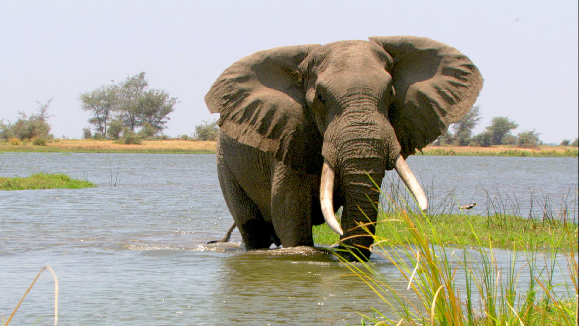 Ein afrikanische Elefant im Fluss gehend