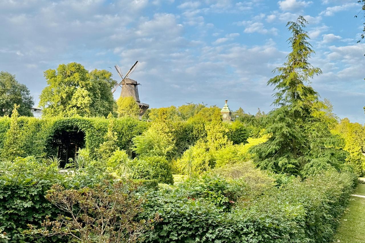 Das Bild zeigt eine üppige Gartenlandschaft im Schlosspark von Sanssouci in Potsdam. Im Vordergrund sind dichte, grüne Hecken und verschiedene Pflanzen zu sehen, die eine reiche Flora darstellen. In der Mitte des Bildes erhebt sich eine traditionelle Windmühle, die von Bäumen umgeben ist. An der rechten Seite des Bildes befindet sich eine aufwendig gestaltete Uhr mit einer Figur auf der Spitze. Der Himmel ist teilweise bewölkt, mit einigen hellen Stellen. Die gesamte Szenerie vermittelt eine ruhige und harmonische Atmosphäre, die das architektonische und gärtnerische Gesamtwerk von König Friedrich II. repräsentiert.