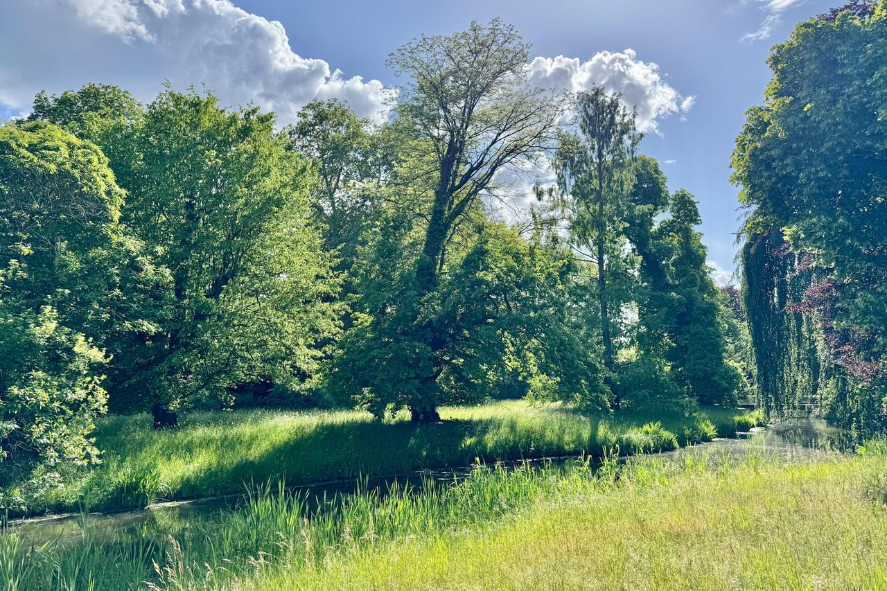 Das Bild zeigt eine naturnahe Landschaft im Schlosspark von Sanssouci in Potsdam, Deutschland. Im Vordergrund erstrecken sich grüne Wiesen mit hohem Gras, durchsetzt von vereinzelten kleinen Sträuchern. Eine ruhige Wasserfläche verläuft sn der unteren Bildhälfte, umgeben von dichtem, üppigem Grün. Im Hintergrund stehen mehrere große Bäume verschiedener Arten, deren Blätter in unterschiedlichen Grüntönen strahlen. Der Himmel ist blau mit einigen weißen Wolken, die für eine helle, freundliche Lichtstimmung sorgen. Die gesamte Szenerie vermittelt ein Gefühl von Ruhe und Idylle.