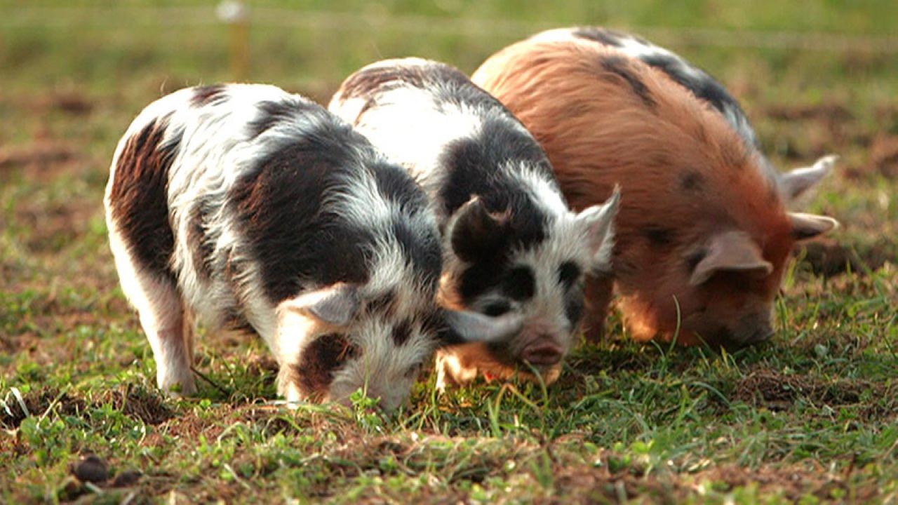 Standbild: Sauwohl durch Gemeinschaft