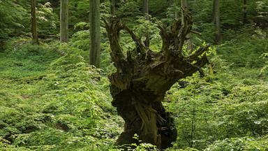 Ein verästelter und verwachsener Baumstumpf in einem grünen Wald.