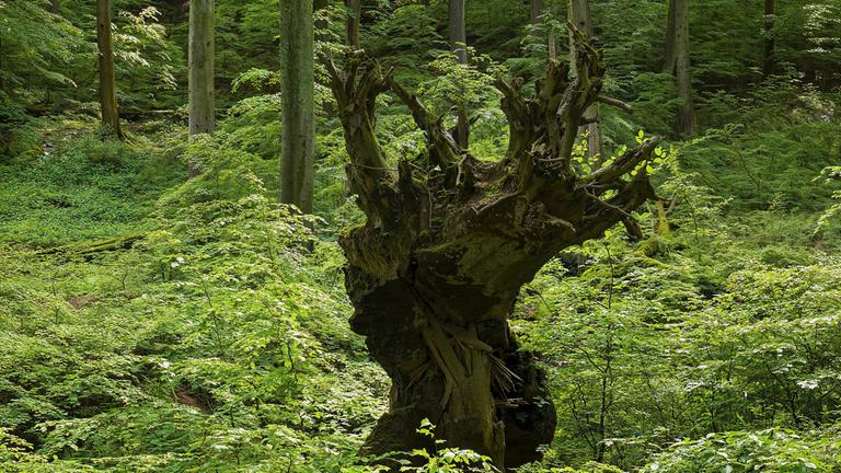 Buchenurwälder, Deutschland - Die letzten Zeugen