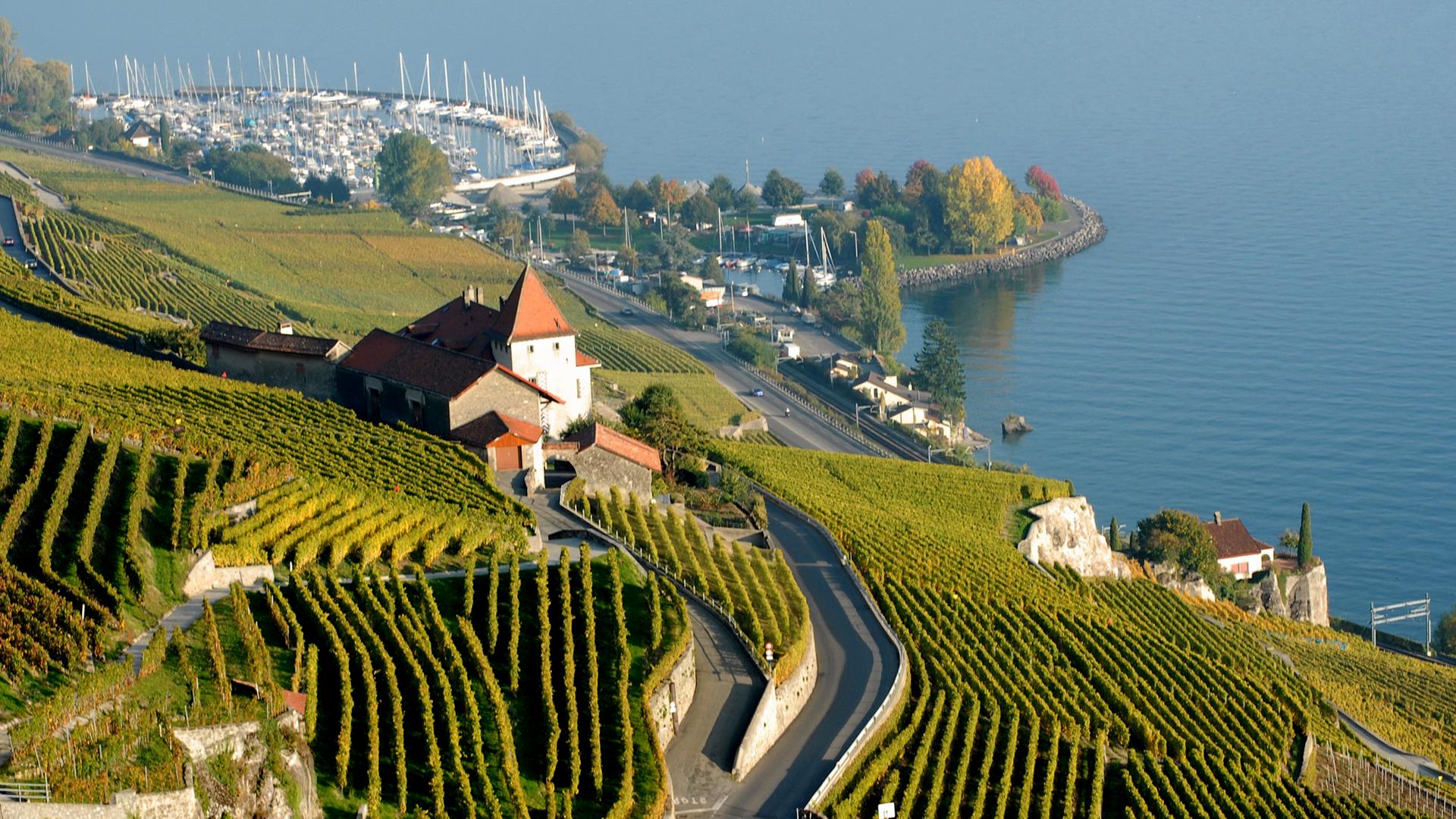 Luftblick auf Weinterrassen am Genfer See.