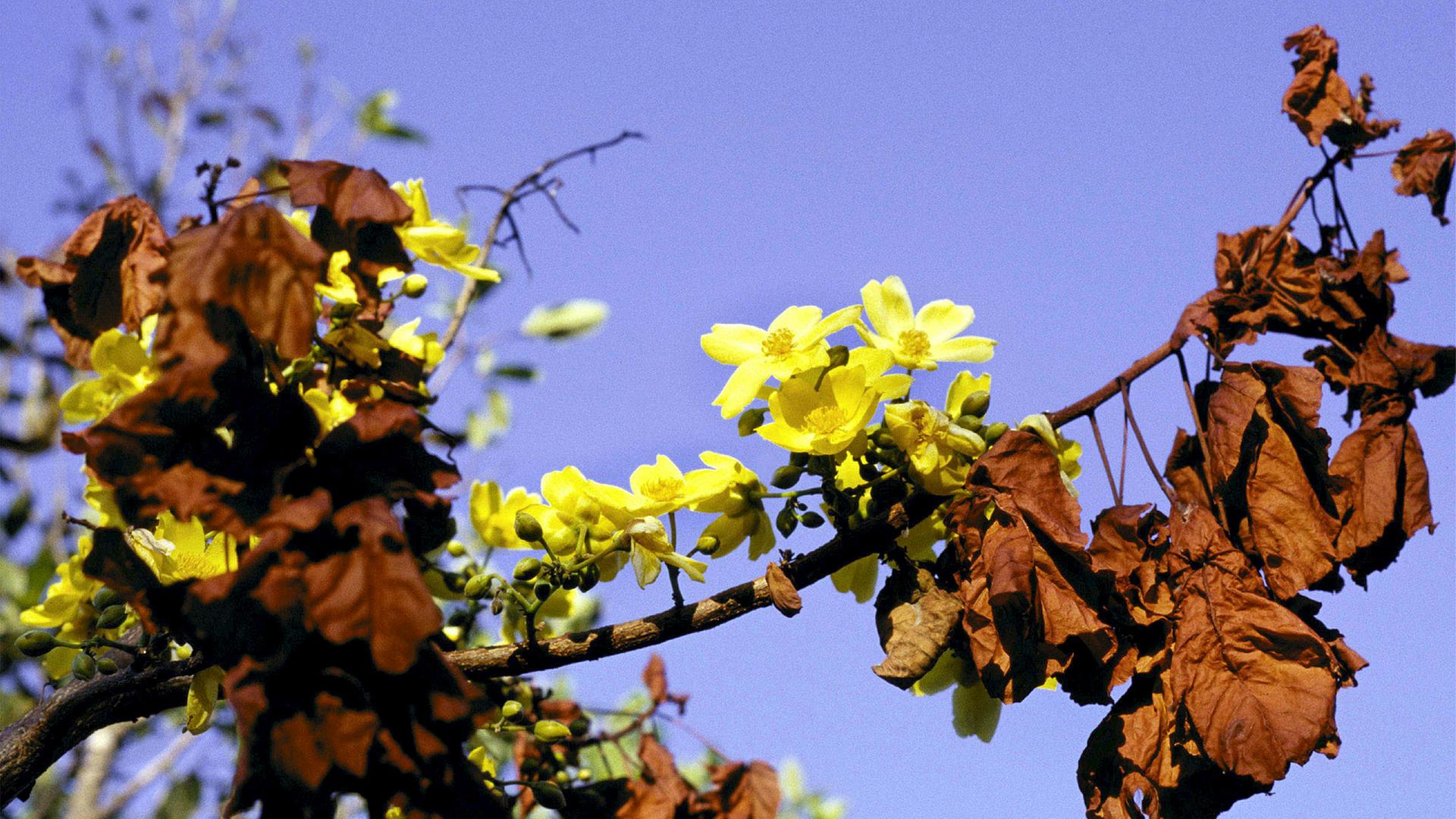 Der Kapok-Baum in gelb leuchtender Blüte mit vertrockneten, braunen Blätter.