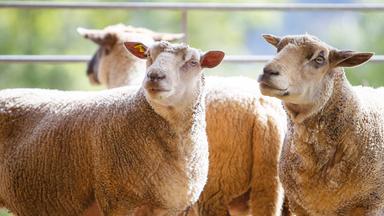 Drei Schafe stehen eng beieinander und blicken in verschiedene Richtungen. Die Szene ist bei Tageslicht aufgenommen und im Hintergrund sind verschwommene grüne Bäume zu sehen.
