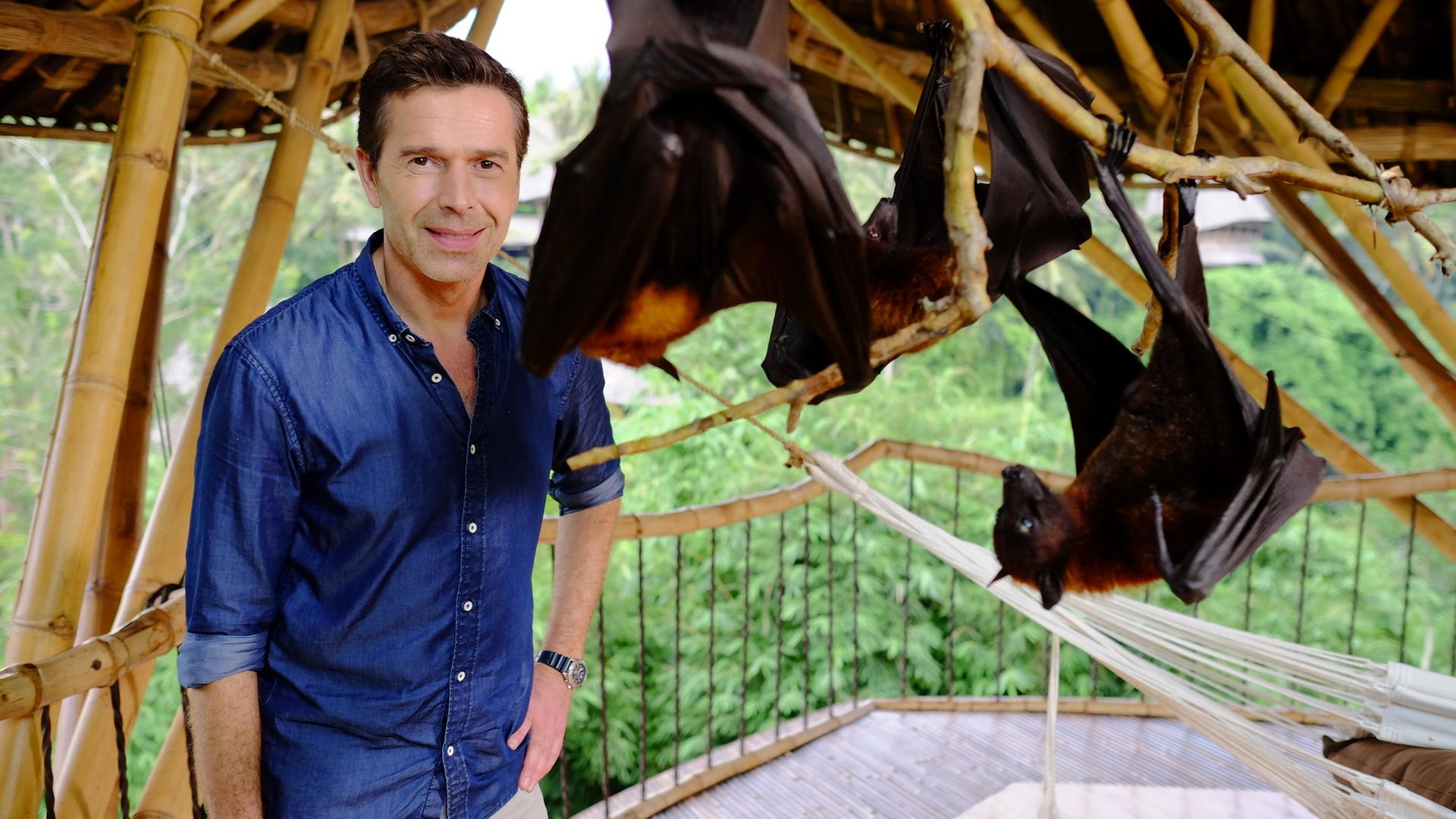 Dirk Steffens mit Flughunde, die an Ästen hängen