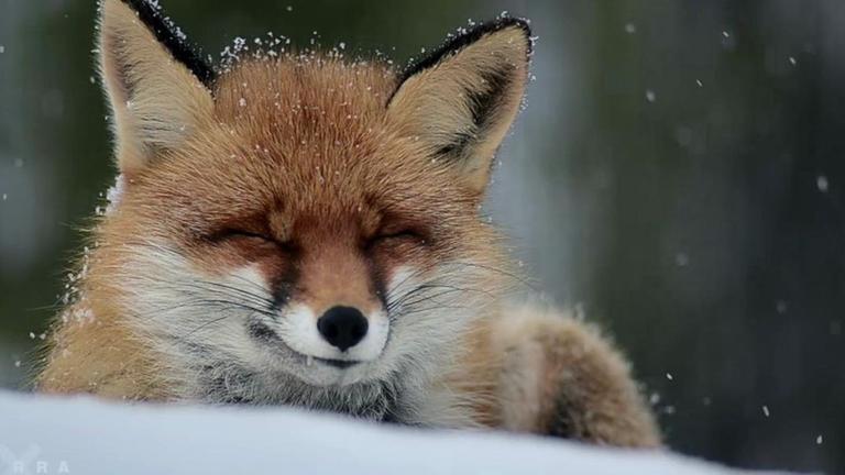 Ein schlafender roter Fuchs im Schnee.