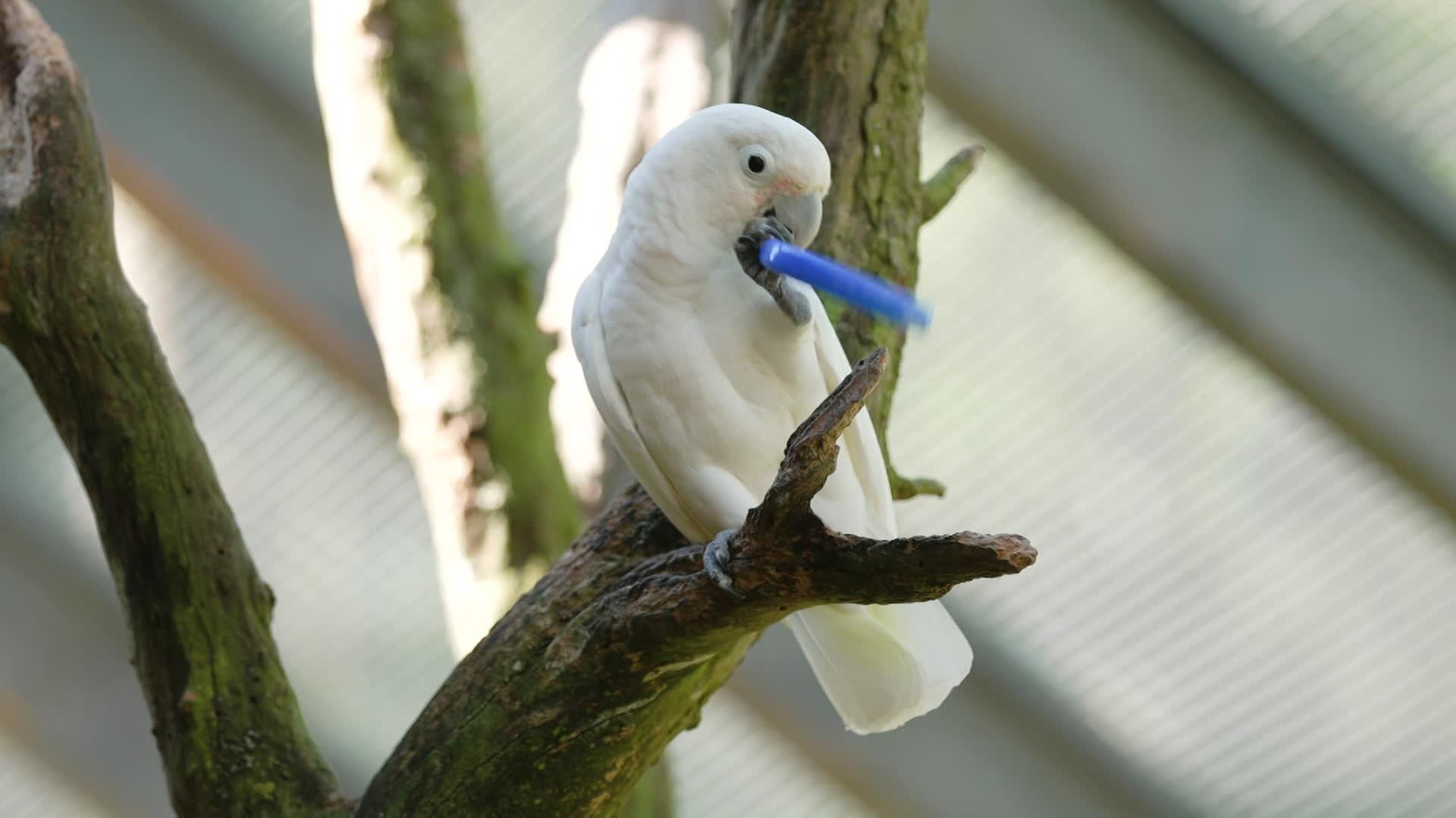 Kakadu spielt mit blauem Ring