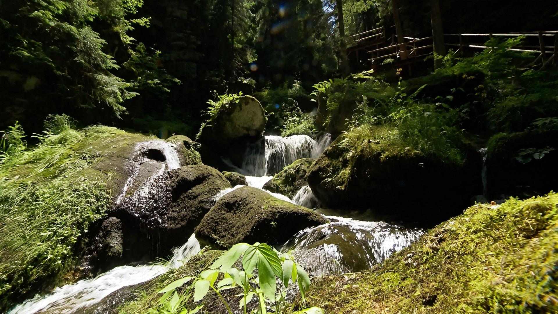 Kleiner Wasserfall in einer bewaldeten Schlucht, umgeben von moosbewachsenen Felsen und dichtem Grün.