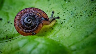 Eine Schnecke mit einem großen wohlproportionierten braunen Haus kriecht auf einem grünen Blatt.
