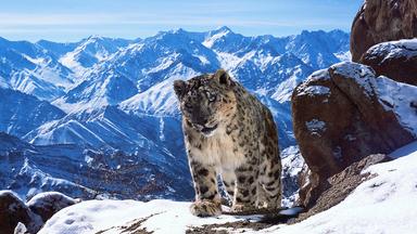 Schneeleopard