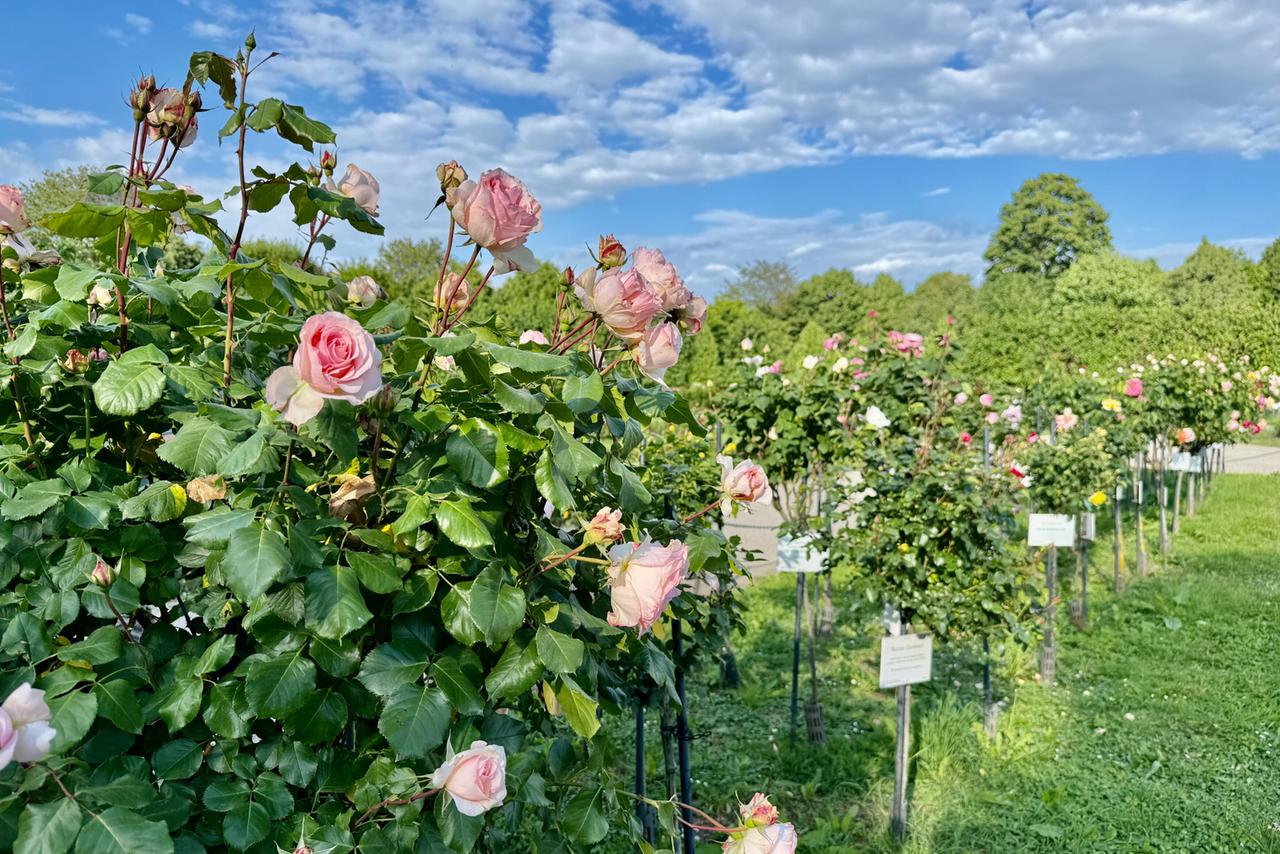 Das Bild zeigt einen Abschnitt des Kronprinzengartens im Schlosspark Schönbrunn in Wien. Im Vordergrund sind zahlreiche rosa Rosen in voller Blüte zu sehen, die dicht an dicht in Reihen gepflanzt sind. Die Rosen haben große, offene Blüten mit sanften Farbtönen und sind von dunkelgrünem Laub umgeben. Im Hintergrund sind weitere Rosenstöcke in verschiedenen Farben sichtbar. Der Himmel ist hellblau mit einigen weißen, flauschigen Wolken. Die Gartenanlage ist gut gepflegt, und es gibt dekorative Schilder, die wahrscheinlich Informationen zu den verschiedenen Rosensorten geben. In der Ferne sind große, gleichmäßige Hecken zu erkennen, die eine harmonische Kulisse bilden.