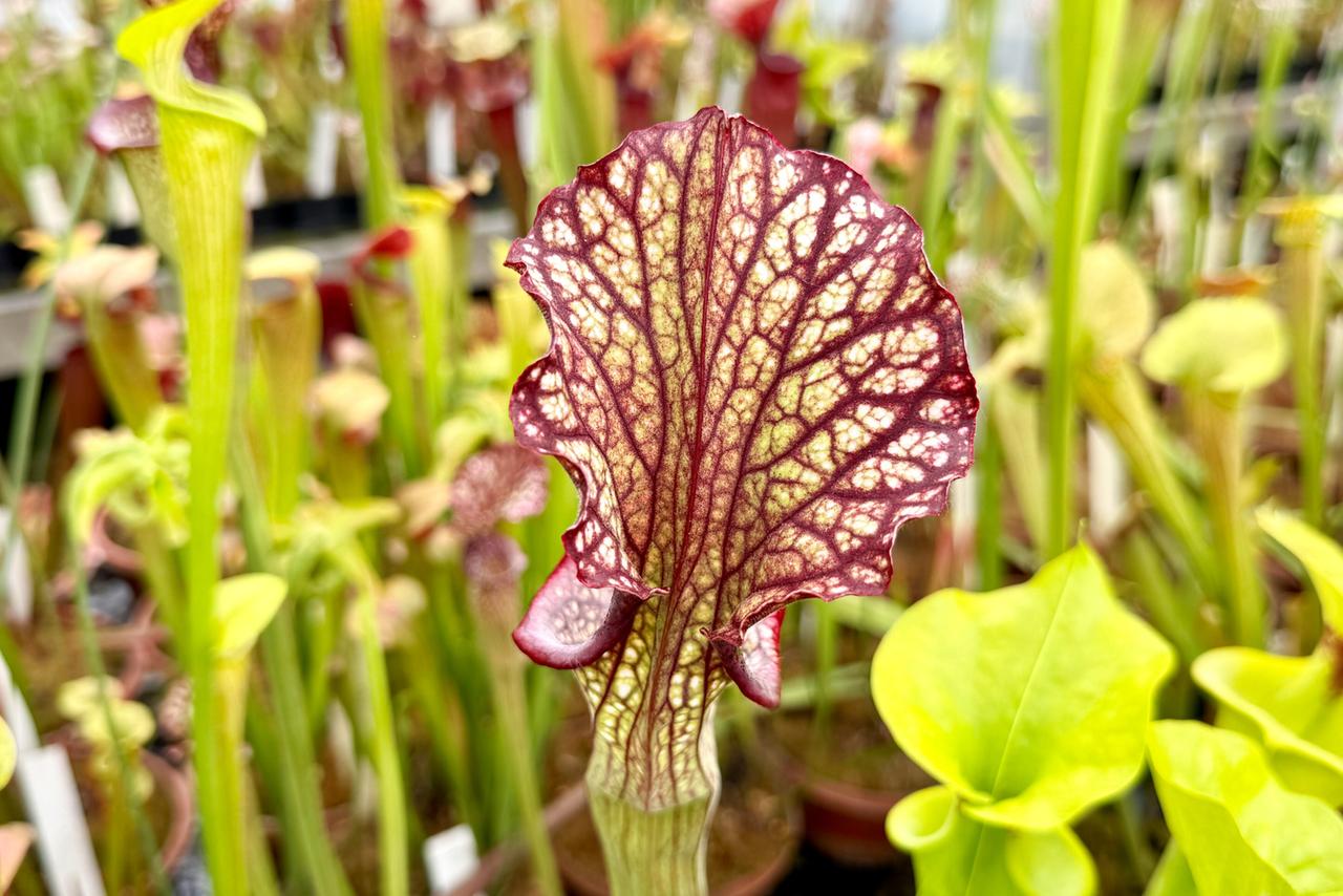 Das Bild zeigt eine Nahaufnahme einer Pflanze, die zur Familie der Kannenpflanzen gehört. Die Pflanze hat eine charakteristische, auffällige Blütenform: das Blatt ist groß, aufrecht und hat eine ledrige Textur mit einer Mischung aus rötlichen und grünen Farbtönen. Die rötlichen Hauptadern sind deutlich sichtbar und bilden ein Netz über die helle, grüne Fläche. Im Hintergrund sind viele andere Kannenpflanzen sichtbar, die die Vielfalt und Dichte der Pflanzensammlung verdeutlichen. Diese Szene vermittelt den Eindruck eines floralen Gewächshauses oder einer botanischen Sammlung, in der verschiedene Arten neben- oder hintereinander wachsen.
