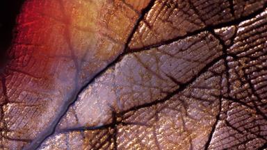 Handfläche mit Linien und Farben