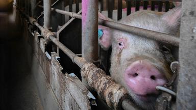 Ein verdrecktes Schwein mit Marke im Ohr schaut zwischen den verkrusteten Stangen seines Pferchs hindurch.