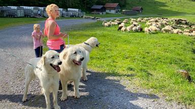 Hirtin Irene Jauch mit ihrer Tochter und den drei hellen Herdenschutzhunden beim Alpaufzug, Isenthal, UR.