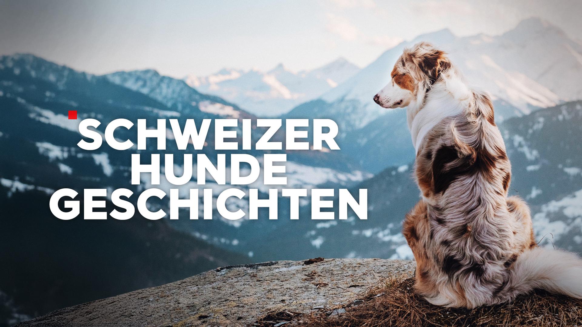 Schweizer Hundegeschichten Sendetypical