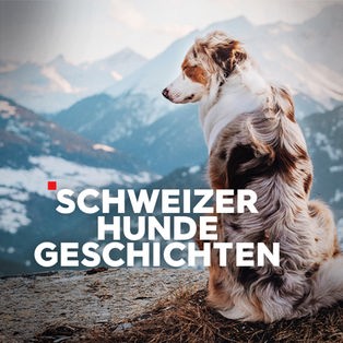 Schweizer Hundegeschichten Sendetypical