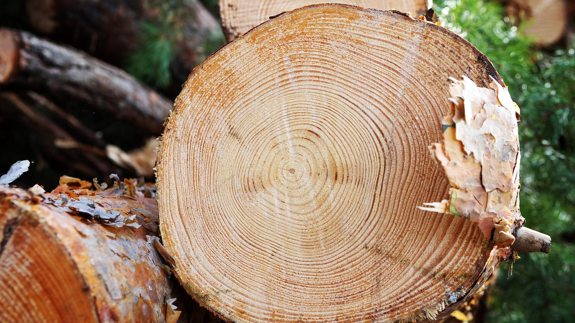 Ansicht mehrerer aufgeschichteter Baumstämme