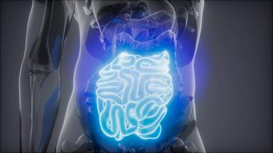 Grafische Darstellung eines Darms