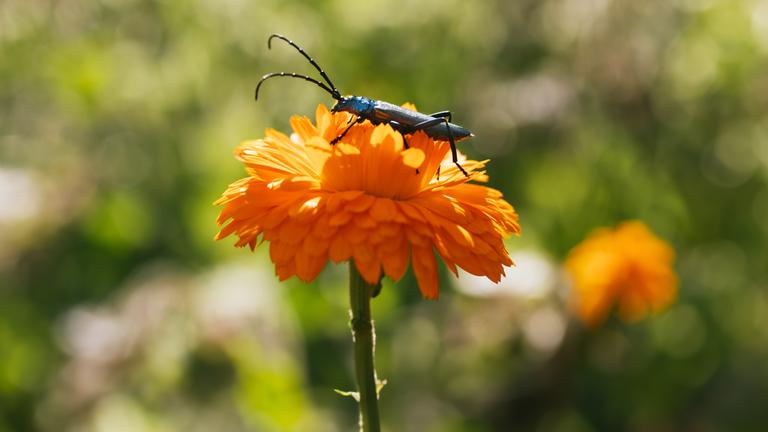 Insektensterben: Ursachen und Lösungen