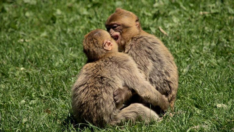 Science Talk: Das Sozialverhalten der Primaten