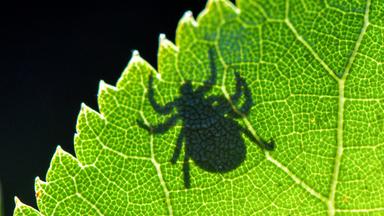 Im Gegenlicht ist der Schatten einer Zecke auf einem Blatt zu sehen