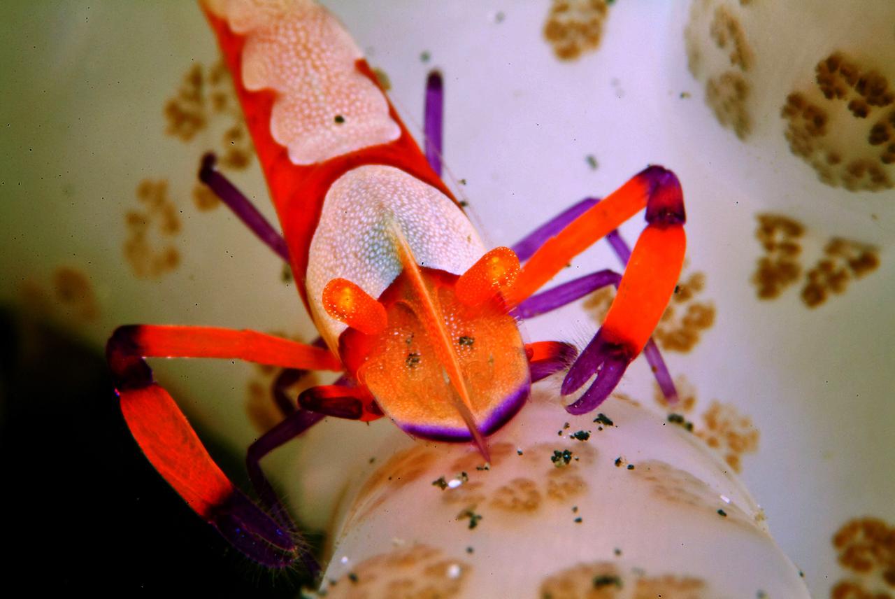 Emperorshrimp auf Solar020