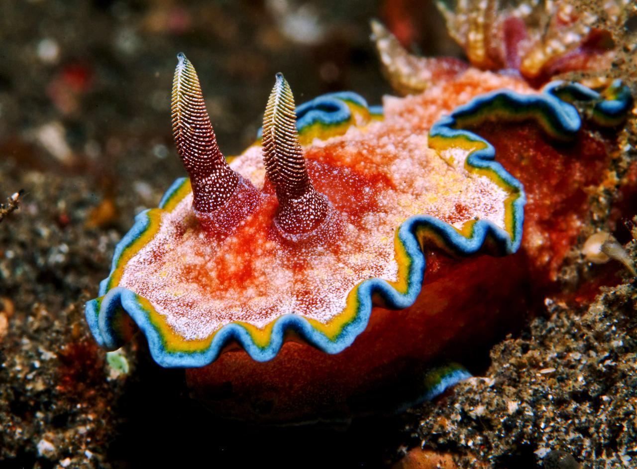 Nacktschnecke